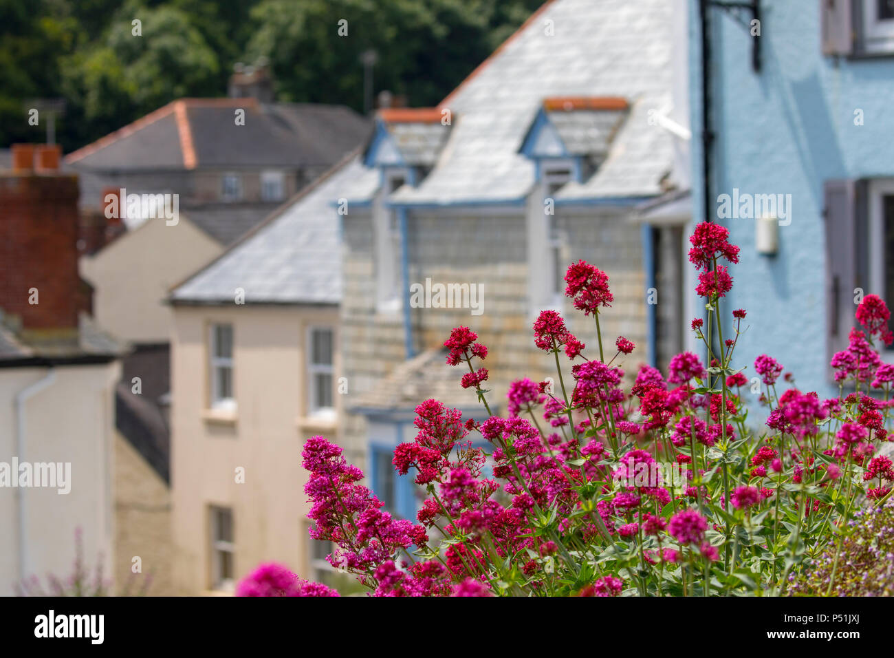 Soleil d'été chaud sur le vieux village de pêcheurs de Cawsand et assez colouful savons fleurs en premier plan comme floraison rose ou de valériane Centranthus Banque D'Images