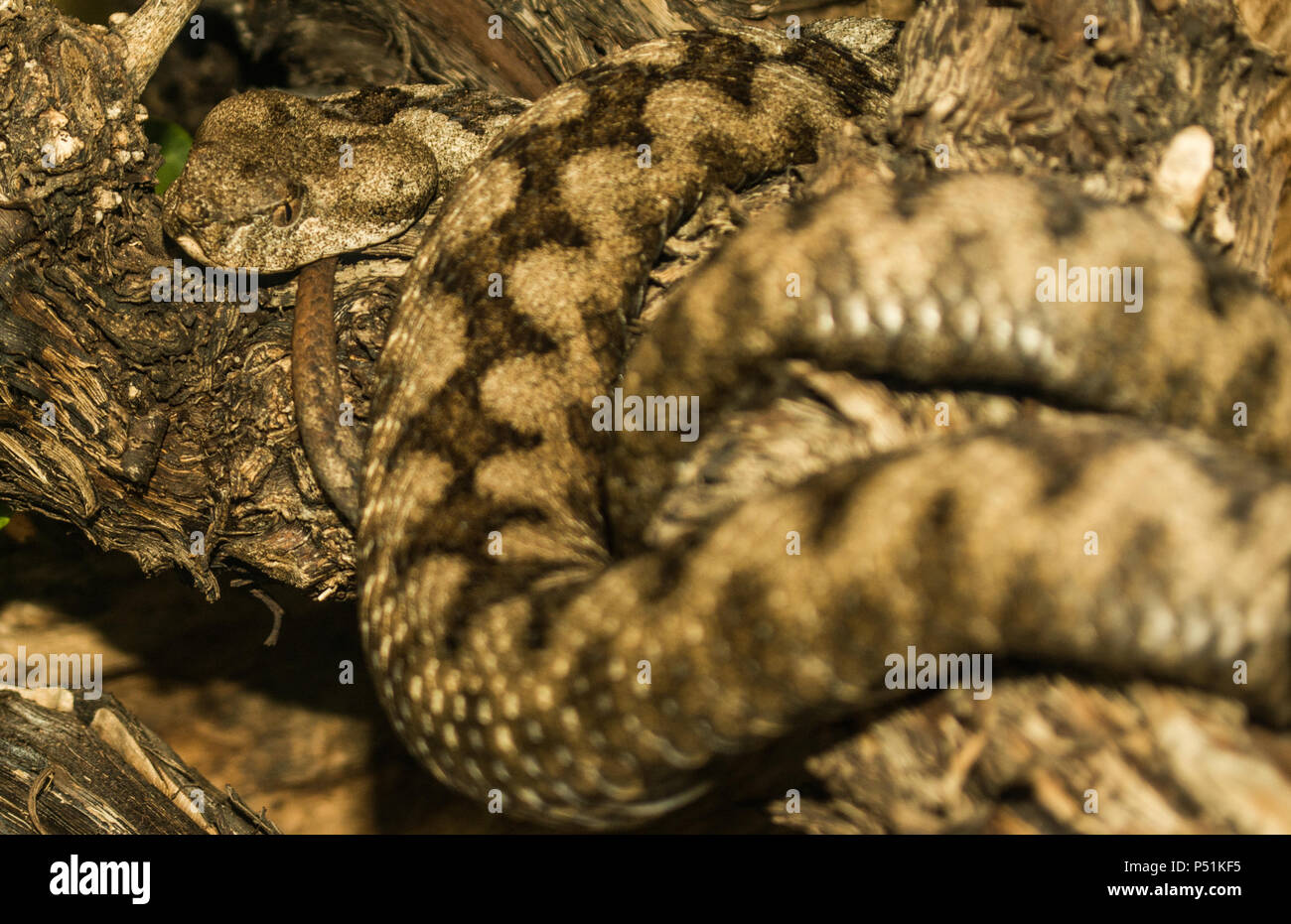 Horn nez serpent viper Banque D'Images