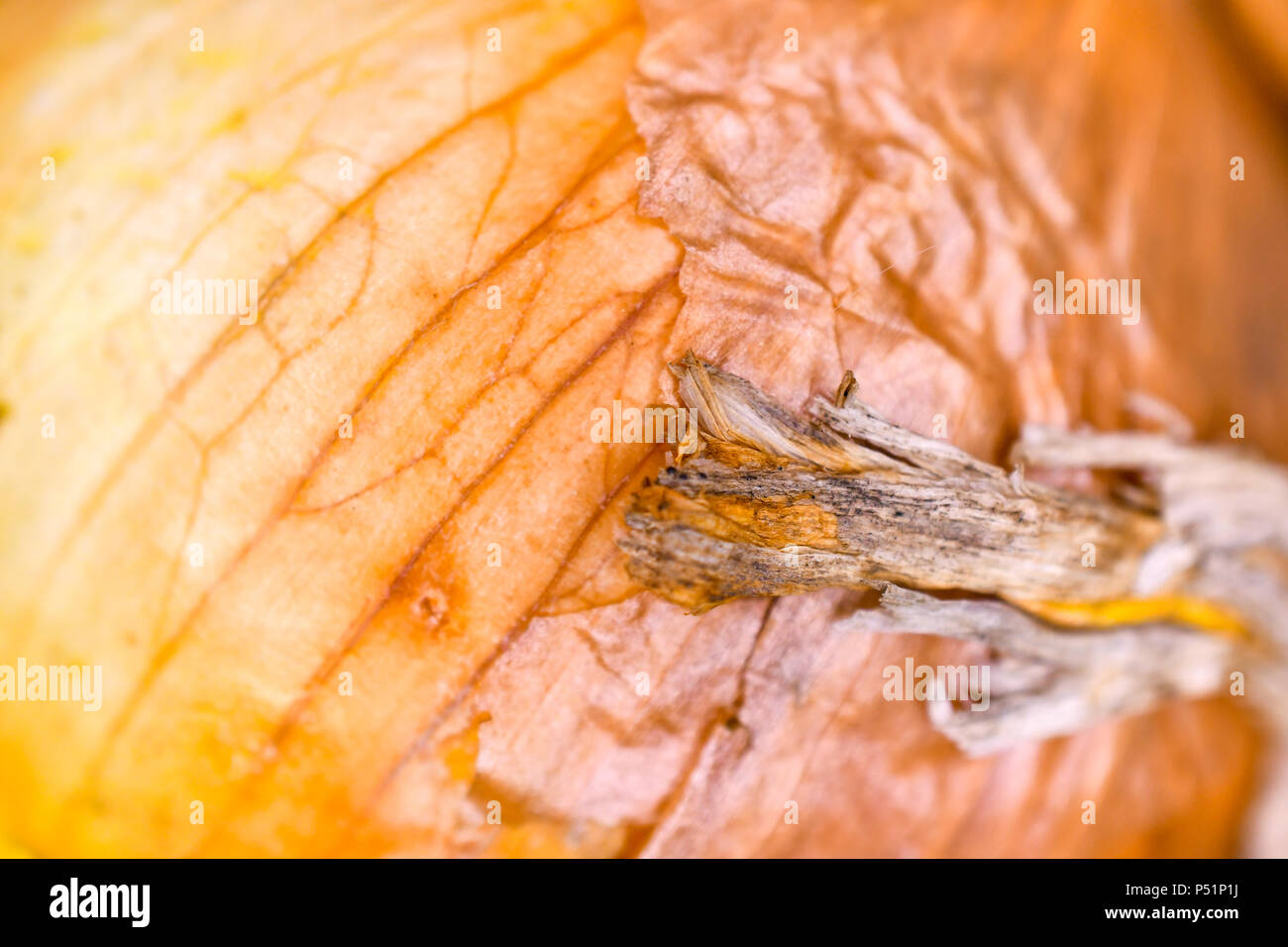 Résumé Contexte La texture de la peau de l'oignon Banque D'Images