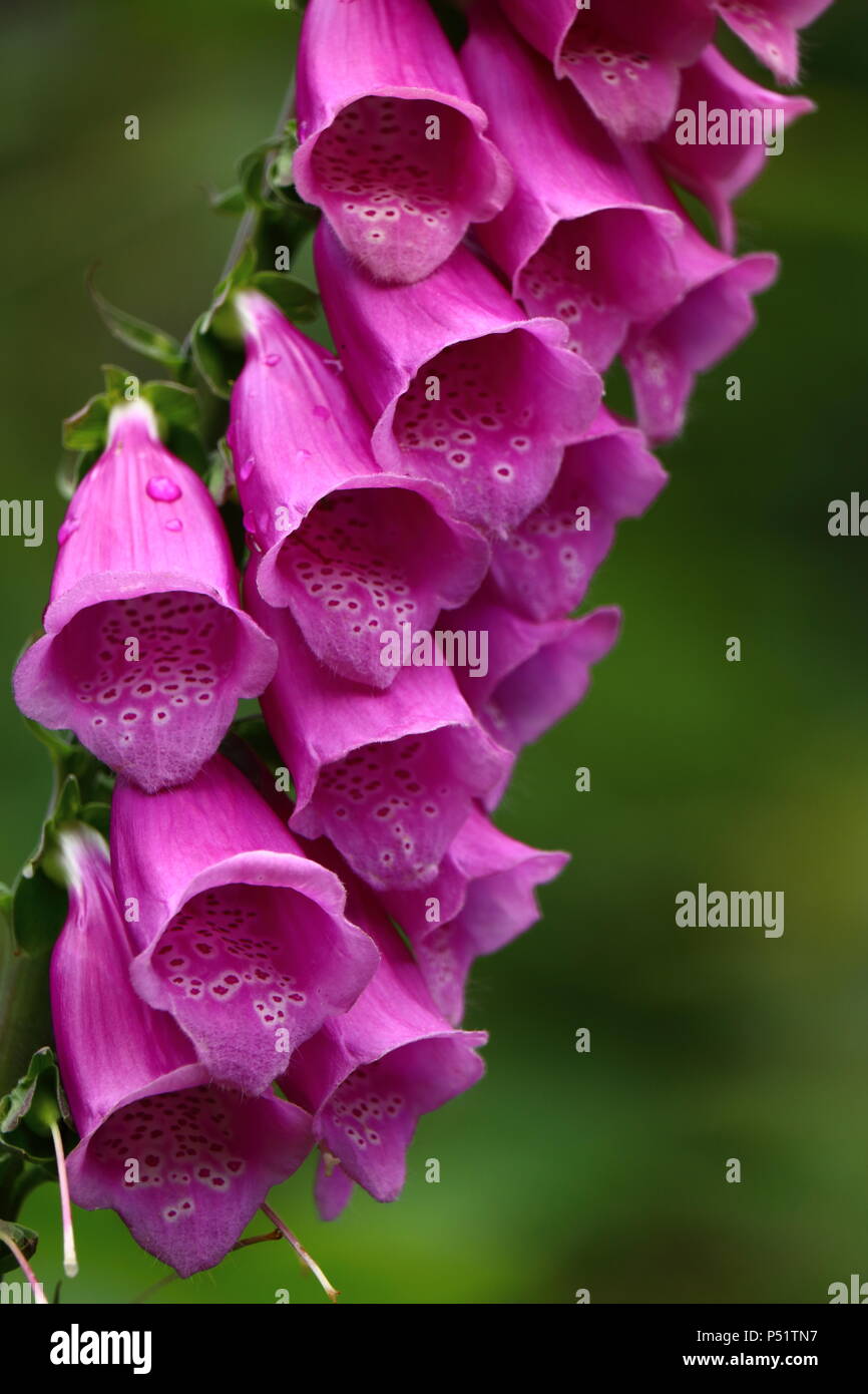 Une digitale rose foncé plante en pleine floraison en close-up contre green bokeh background. Banque D'Images