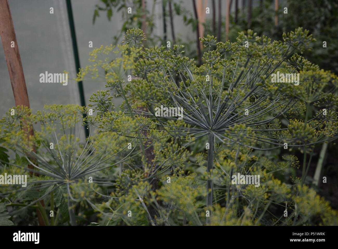 Dill est parfumé et parfumé parfumé vert parasol dans le jardin 2018 Banque D'Images