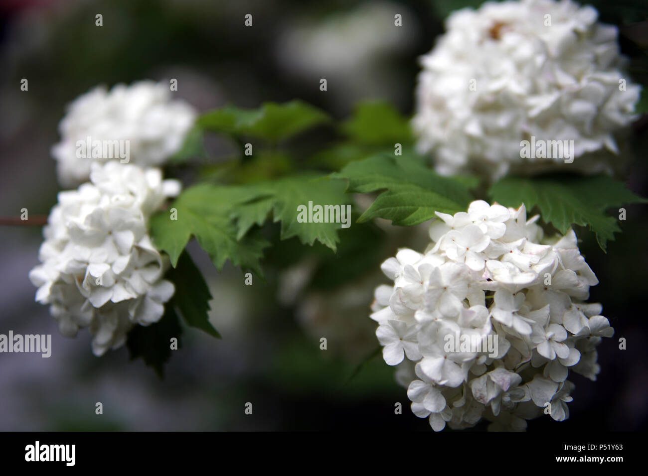 L'Hydrangea serrata blanc fleurs close up Banque D'Images