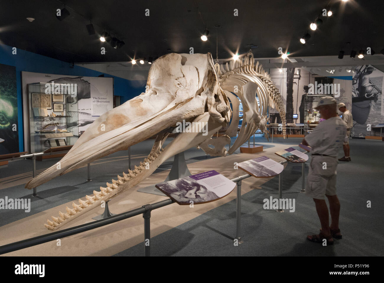 Squelette de cachalot (Physeter macrocephalus) à New Bedford Whaling Museum, New Bedford, comté de Bristol, Massachusetts, USA Banque D'Images