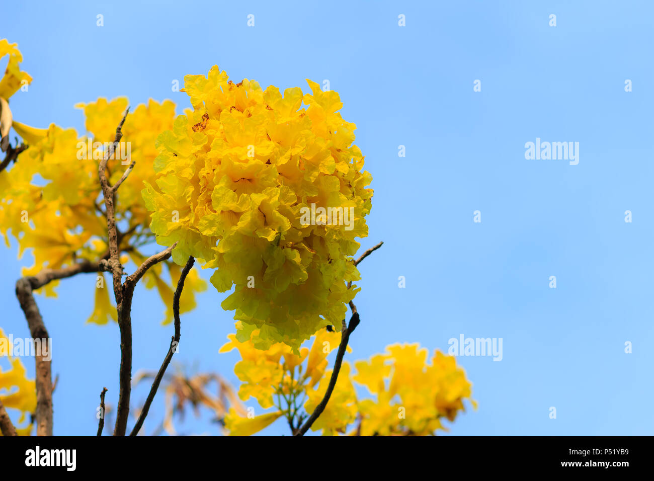 Libre belle fleur jaune d'arbre à trompettes d'argent (arbre d'or, arbre à trompettes d'argent paraguayenne, Tabebuia aurea), coloré fleurs jaunes sont sur Banque D'Images