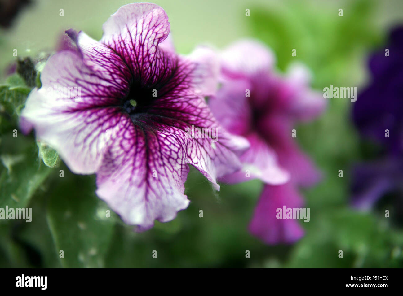 Belles fleurs violet avec Pétunia blanc en parterre libre Banque D'Images