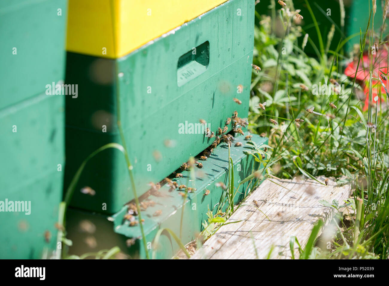 Kiel, Allemagne - ruche d'abeilles Banque D'Images