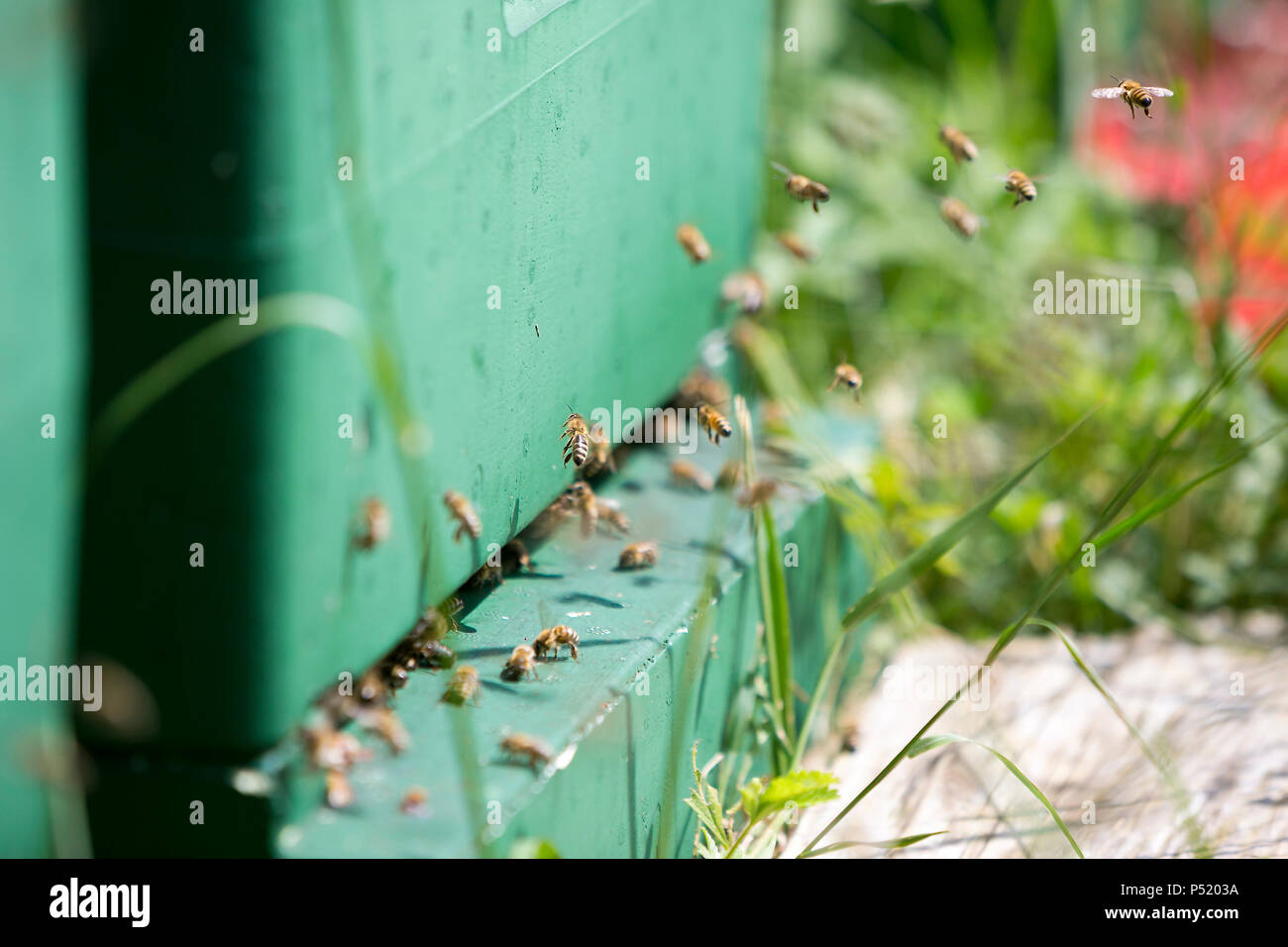 Kiel, Allemagne - ruche d'abeilles Banque D'Images