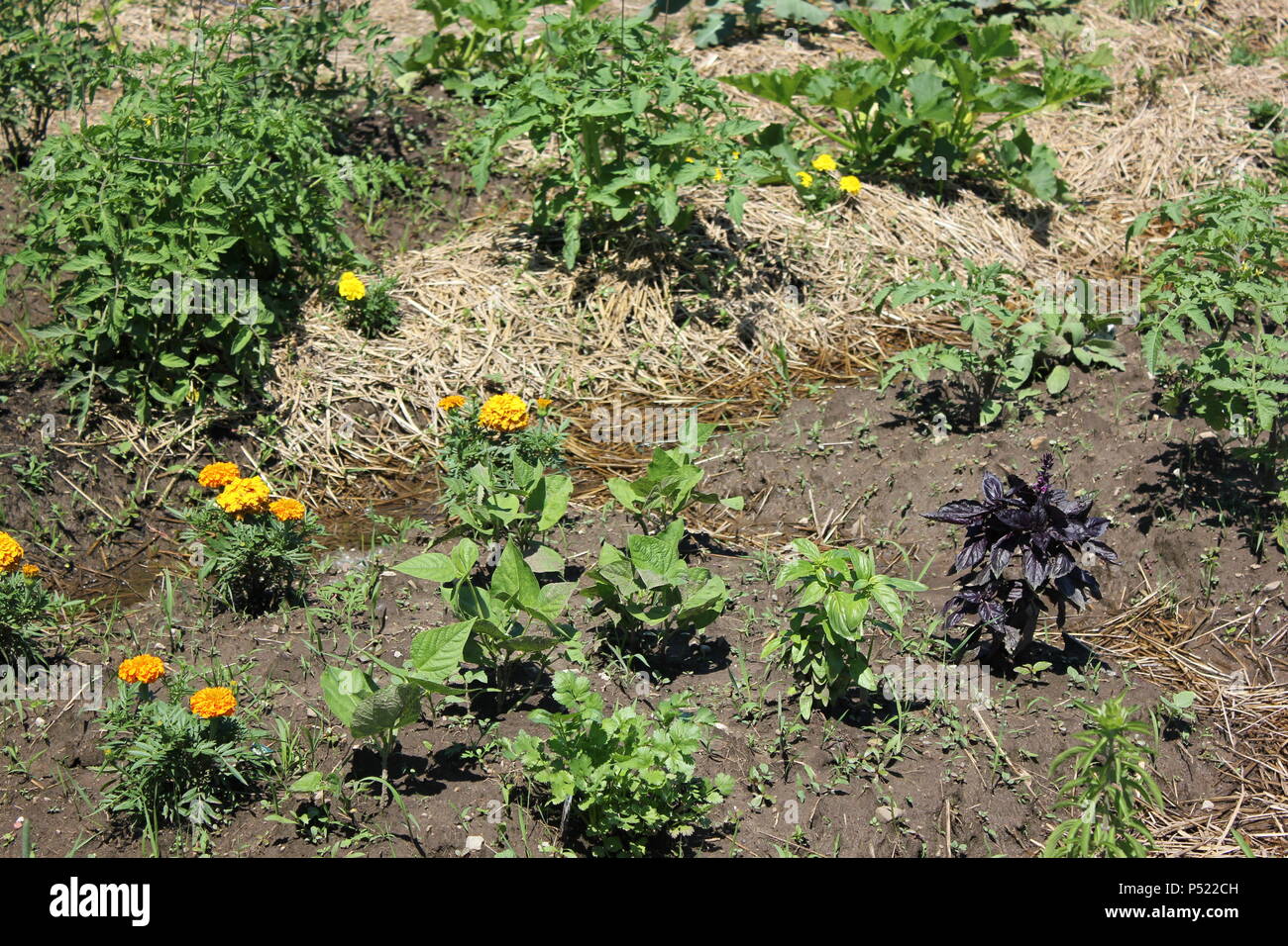 Jardin communautaire plein d'opportunités de jardinage et de plantes cultivées à la maison. Banque D'Images