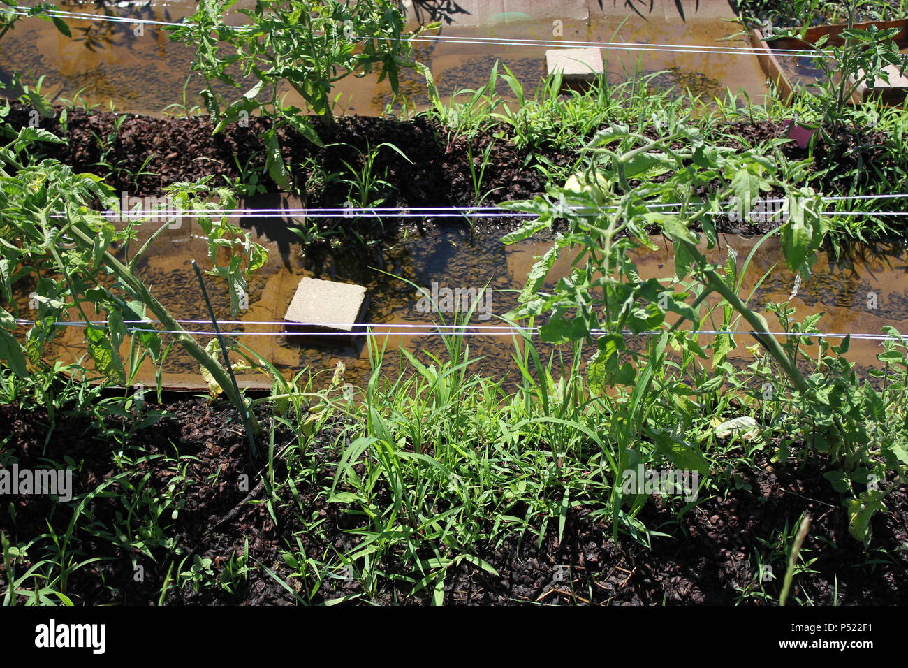 Jardin communautaire plein d'opportunités de jardinage et de plantes cultivées à la maison. Banque D'Images