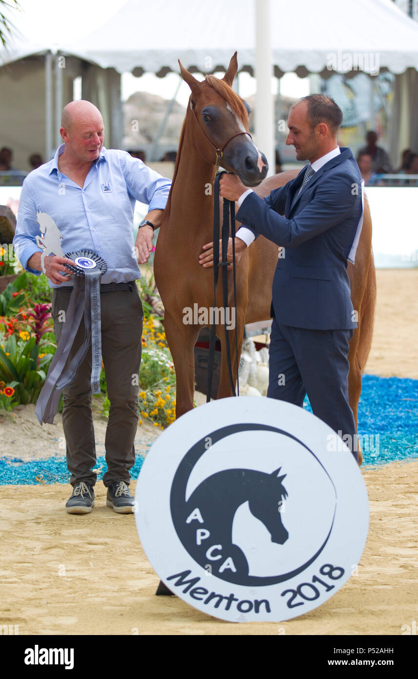 Menton, France. 24 Juin, 2018. Menton, France - 24 juin 2018 : pays méditerranéens et arabes Arabian Horse Championship. Championnat de pur sang arabe de la Méditerranée et des pays arabes. Les chevaux, Cheval, PFERD, Pferde, Zucht, de l'APCA, ECAHO, ACA, l'utilisation de crédit dans le monde entier | : dpa/Alamy Live News Banque D'Images