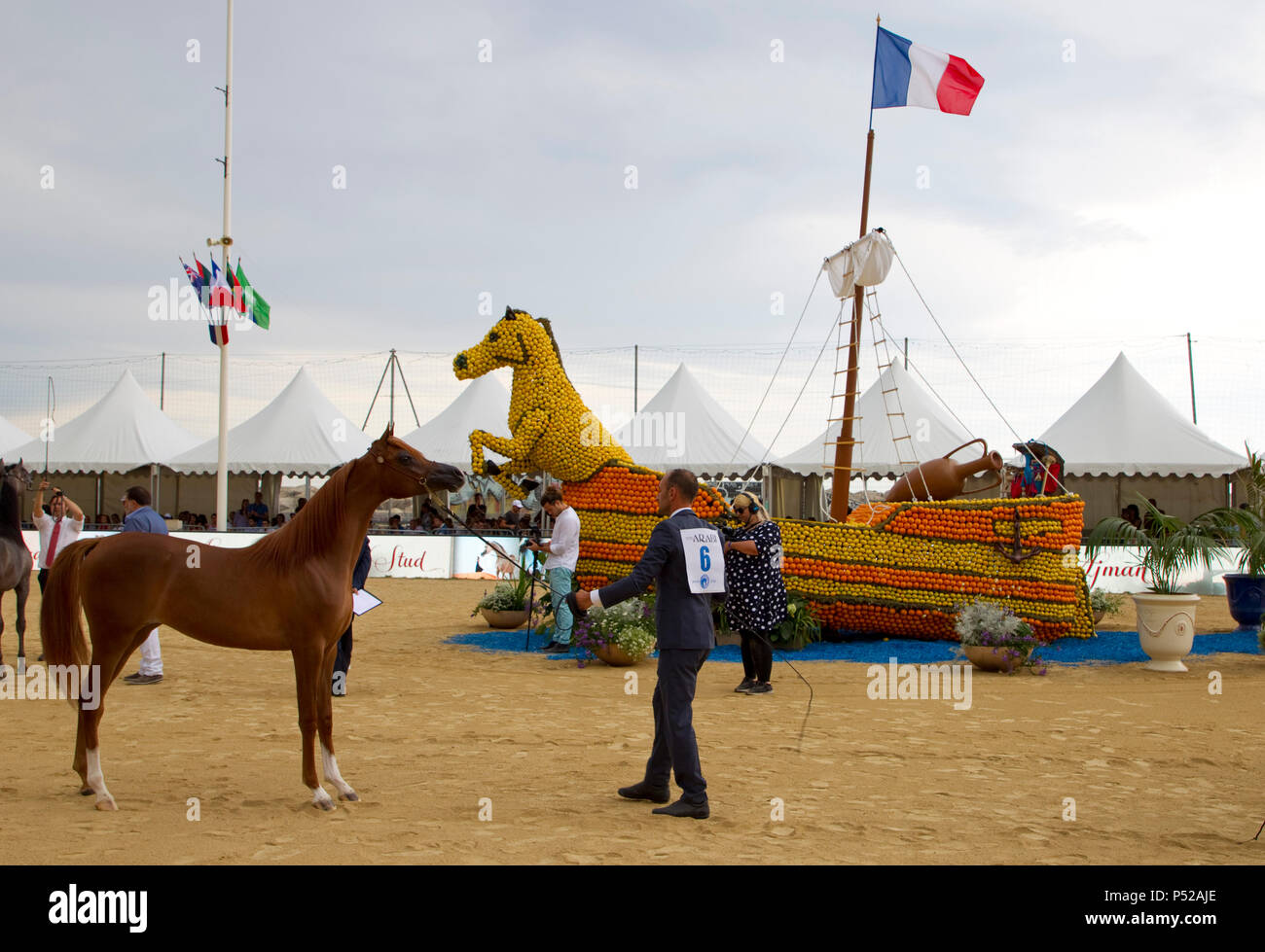 Menton, France. 24 Juin, 2018. Menton, France - 24 juin 2018 : pays méditerranéens et arabes Arabian Horse Championship. Championnat de pur sang arabe de la Méditerranée et des pays arabes. Les chevaux, Cheval, PFERD, Pferde, Zucht, de l'APCA, ECAHO, ACA, l'utilisation de crédit dans le monde entier | : dpa/Alamy Live News Banque D'Images