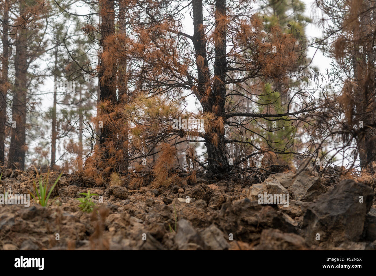 Paisaje Lunar, Tenerife, Canaries vues aériennes de transformée de paysage paysage lunaire (Lunar Paisaje) couvert de nuages. Banque D'Images