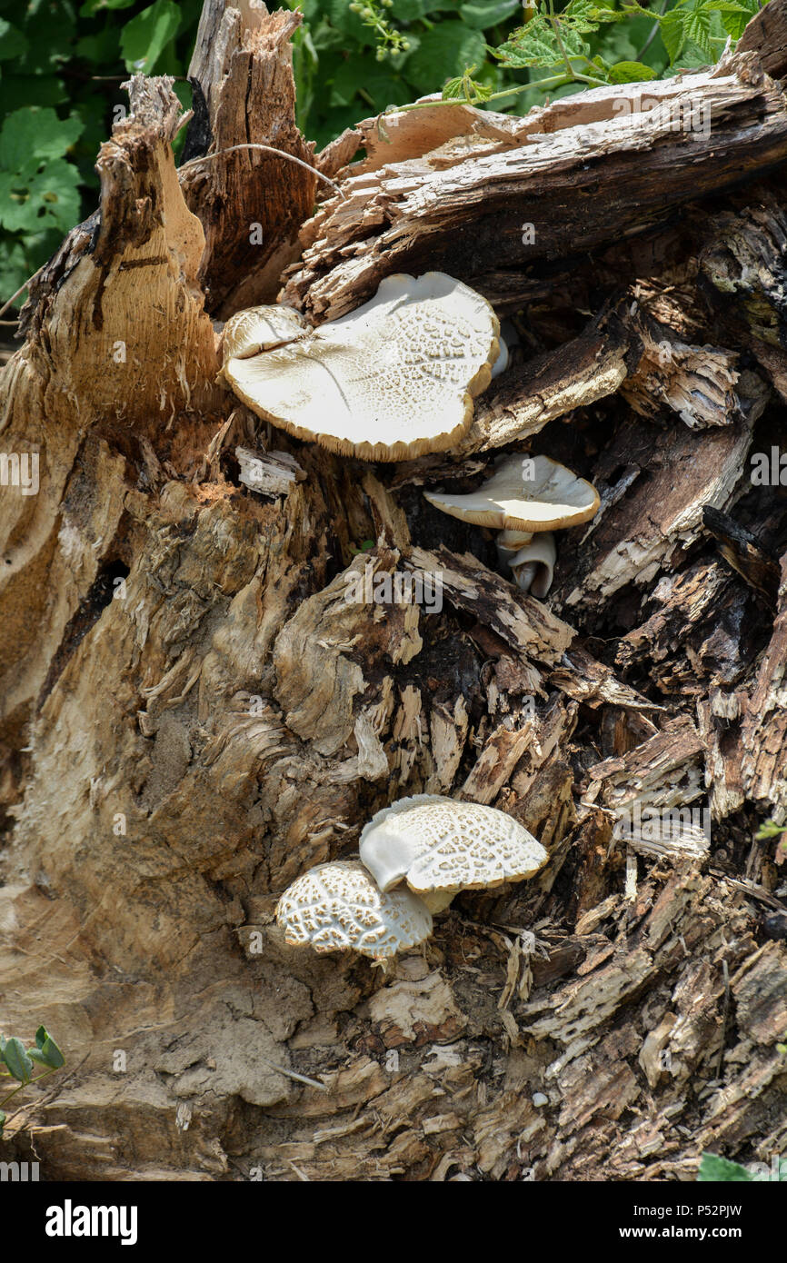 Vert, brun et blanc sur les champignons en bois ancien journal. Groupe de plus en plus de champignons dans la forêt d'automne près de old log avec Moss. Photo de champignons. Forest Banque D'Images