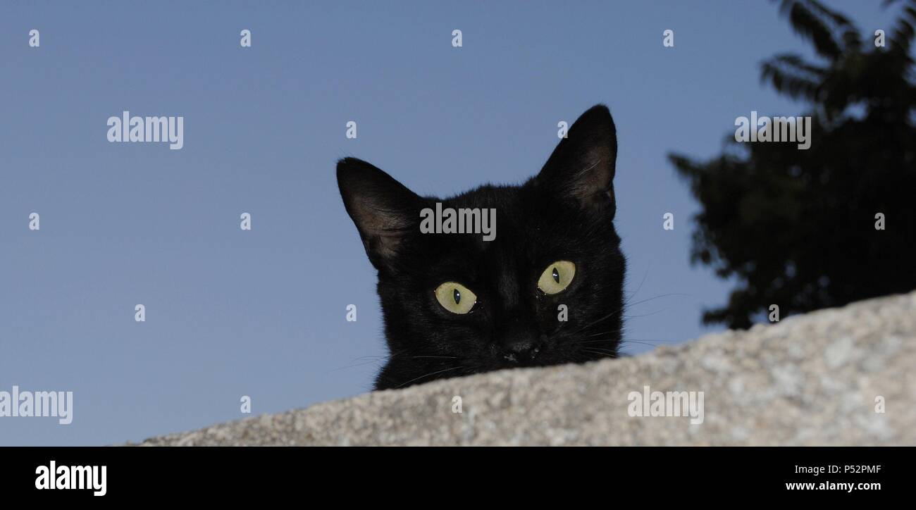 Chat noir. Banque D'Images