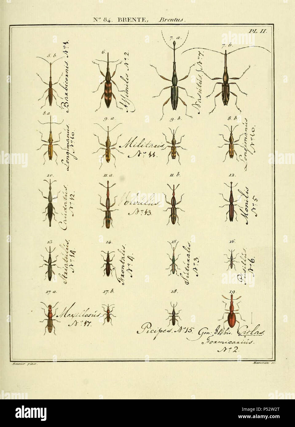 Entomologie, ou, Histoire naturelle des insectes :. Banque D'Images