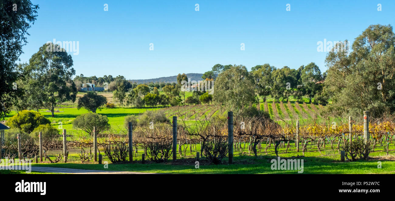 Rangées de vignes dans un vignoble et à l'heure d'hiver dans la région de la Swan Valley, dans la banlieue de Perth WA l'ouest de l'Australie. Banque D'Images