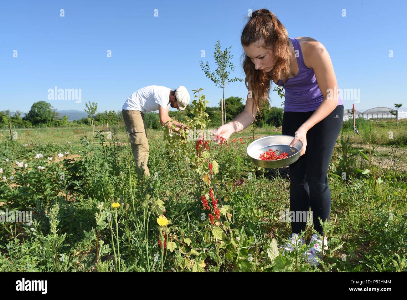 30 juin 2015 - Ungersheim, France : Jean-Sebastien Cuisnier (L), chef du département de l'agriculture d'Ungersheim, un jeune travailleur et ramasser les petits fruits sur des terrains municipaux dédiés à divers de plus en plus des légumes biologiques et des fruits. Le petit village alsacien d'Ungersheim (population : 2000) est connu comme le village le plus écologique en France en raison de ses diverses initiatives respectueuses de l'environnement : construction d'une centrale solaire, l'utilisation des terres agricoles pour promouvoir les aliments biologiques, horse transport pour les enfants des écoles, des espaces verts sans pesticides, l'éco-logement, chauffage à bois, etc. d'Ungersheim Banque D'Images