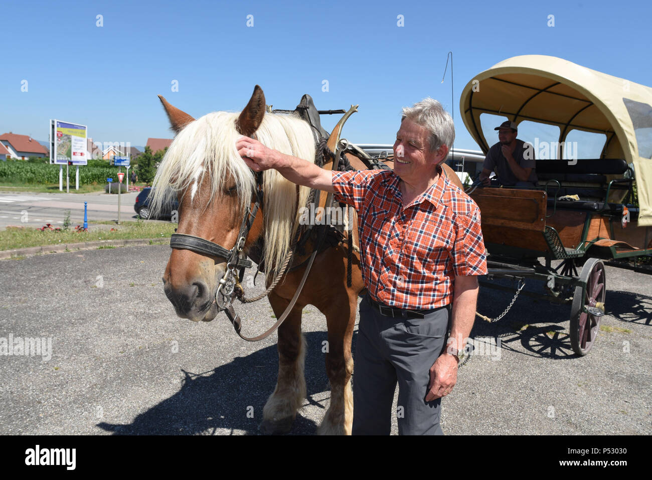 30 juin 2015 - Ungersheim, France : Jean-Claude Mensch, maire d'Ungersheim, pose avec le cheval municipal, 'Richelieu', qui est utilisé pour transporter les enfants à leur école. Le petit village alsacien d'Ungersheim (population : 2000) est connu comme le village le plus écologique en France en raison de ses diverses initiatives respectueuses de l'environnement : construction d'une centrale solaire, l'utilisation des terres agricoles pour promouvoir les aliments biologiques, horse transport pour les enfants des écoles, des espaces verts sans pesticides, l'éco-logement, chauffage à bois, etc. Ungersheim fait partie de la transition, un réseau internation Banque D'Images