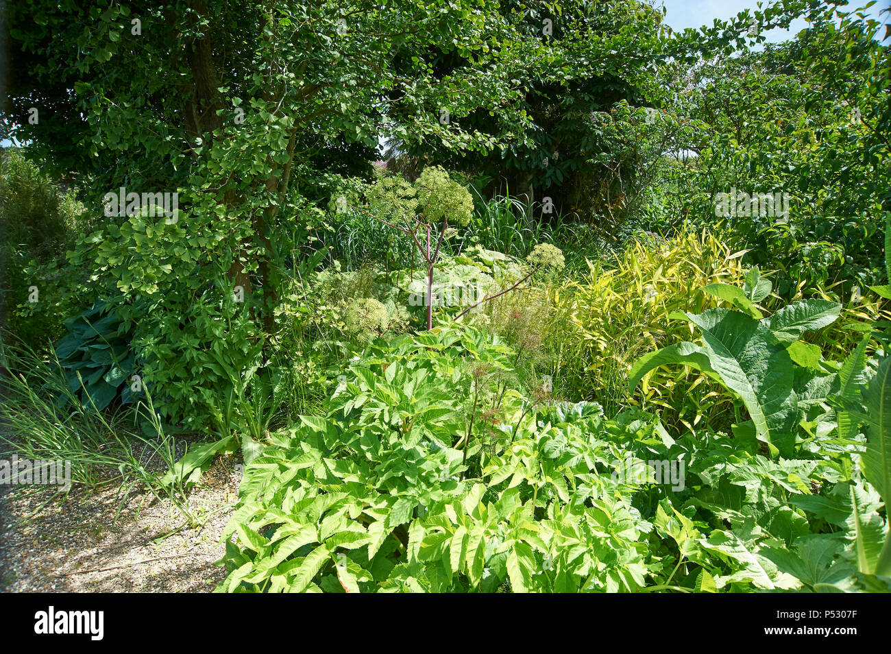 Angelica archangelica, grandissant dans la borde d'un jardin, Angelica sont grandes fleurs bisannuelles ou vivaces herbacées, certaines espèce monocarpique, Banque D'Images