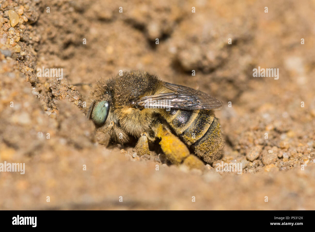 Petite fleur (abeille abeille fleur aux yeux verts - Anthophora bimaculata) à son terrier dans le sable à Hankley Common, Surrey, UK Banque D'Images