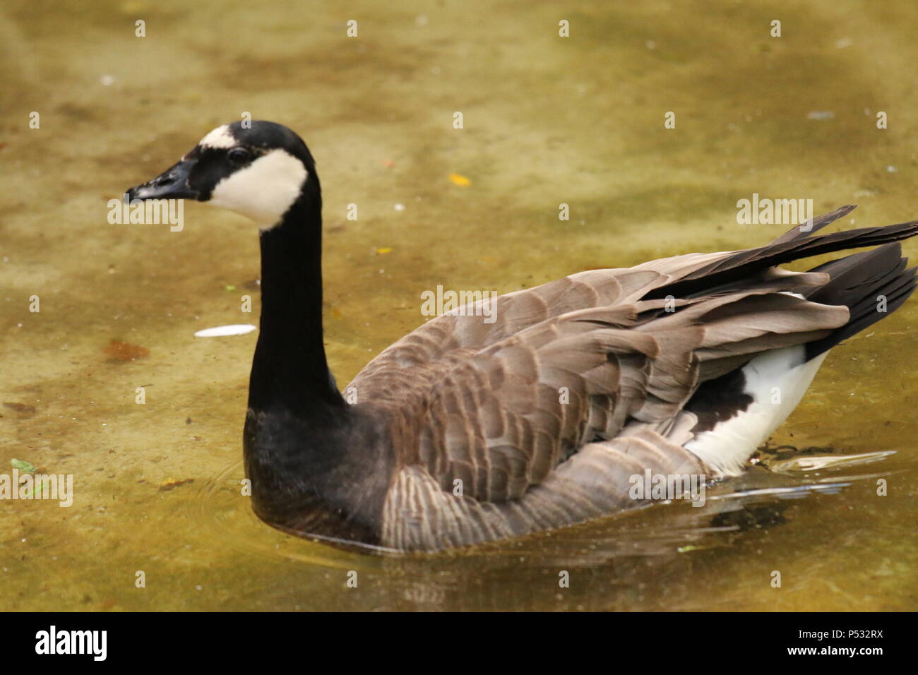 Bernache du Canada - Branta canadensis Banque D'Images