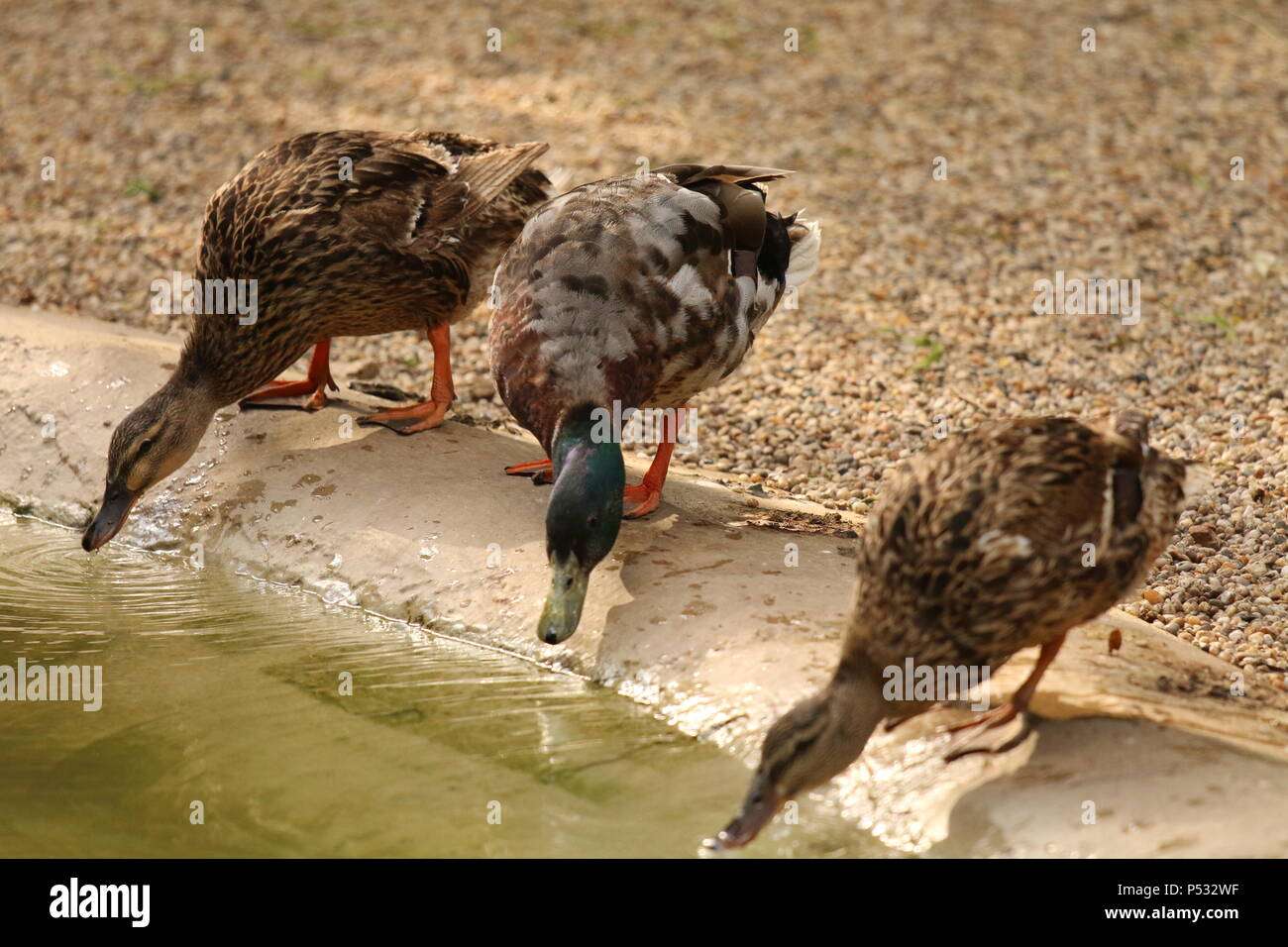 Canard colvert - Anas plathyrhynchos Banque D'Images