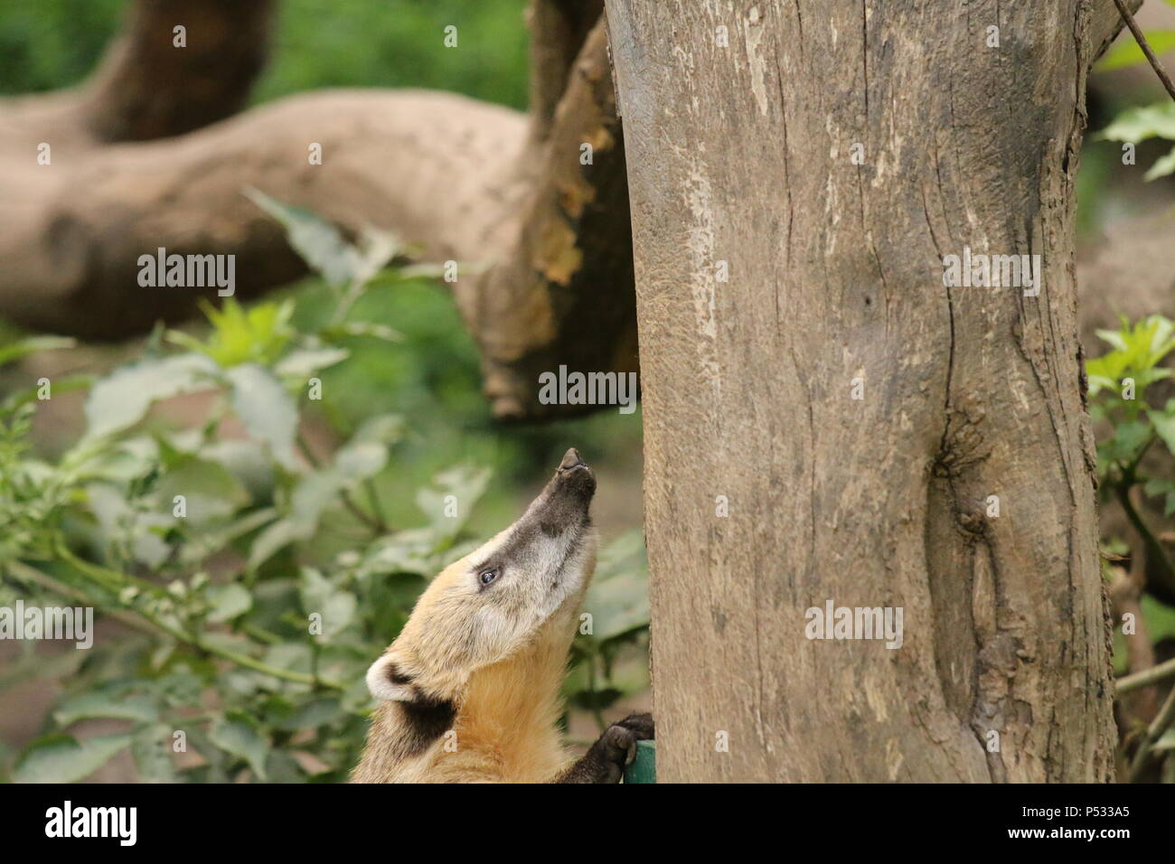 Coati Nasua nasua - Banque D'Images