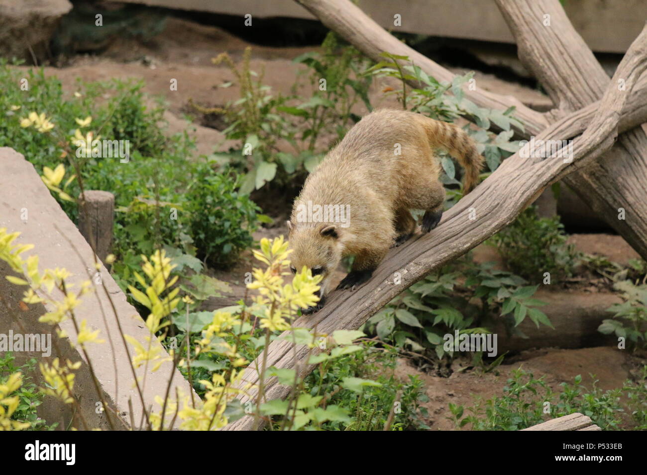 Coati Nasua nasua - Banque D'Images