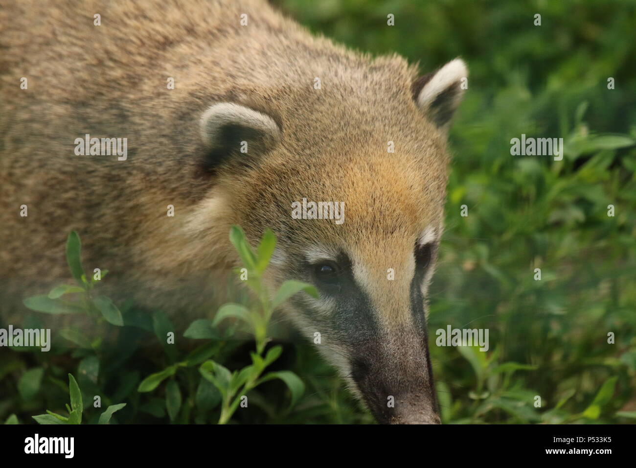 Coati Nasua nasua - Banque D'Images