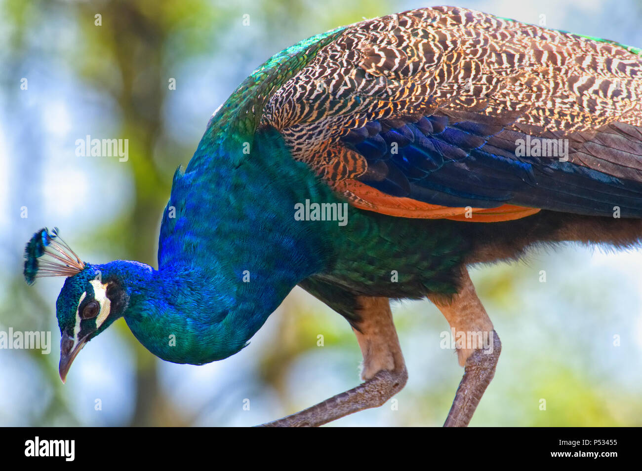 Paon indien Banque D'Images