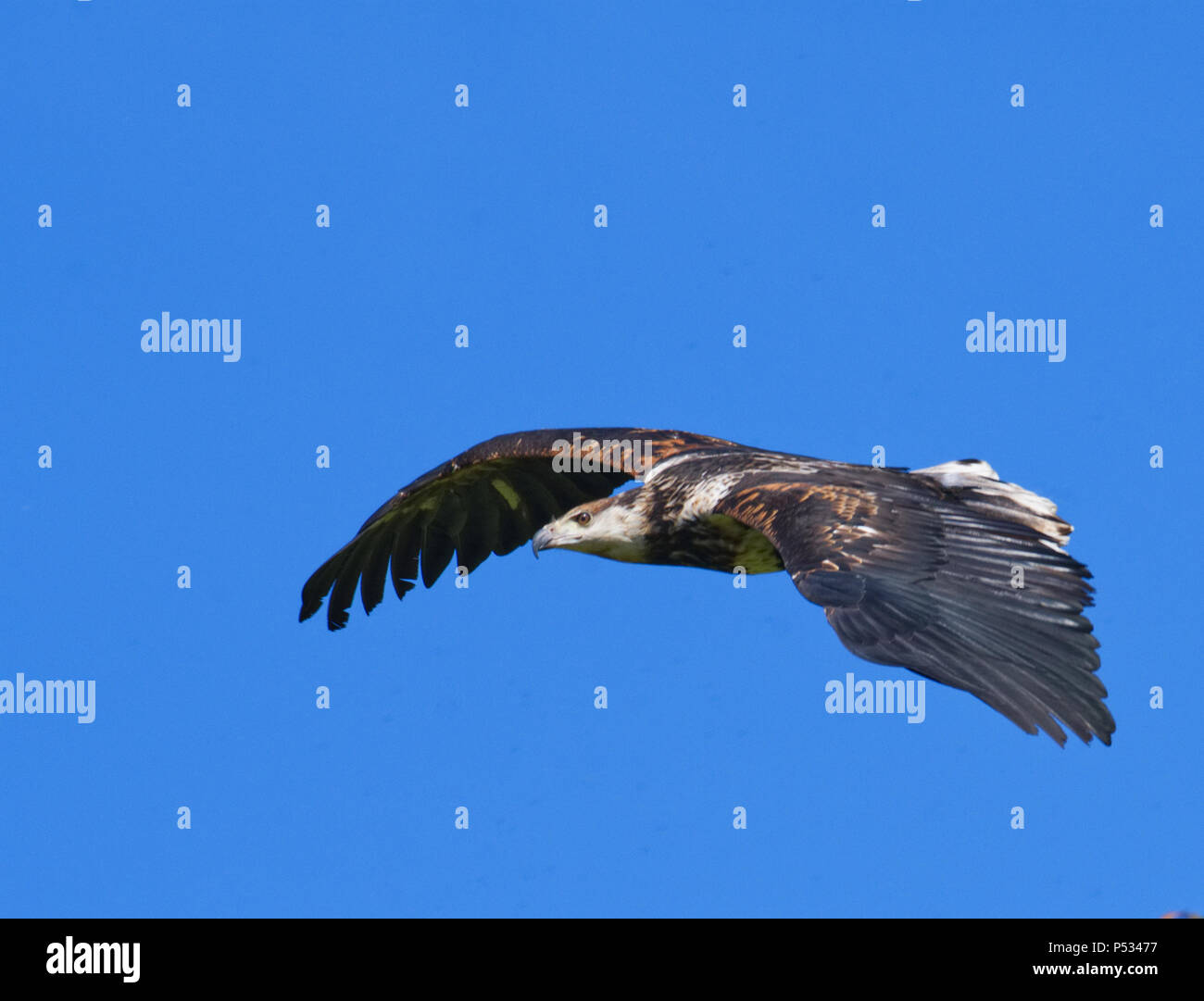 L'aigle de mer d'Afrique Banque D'Images