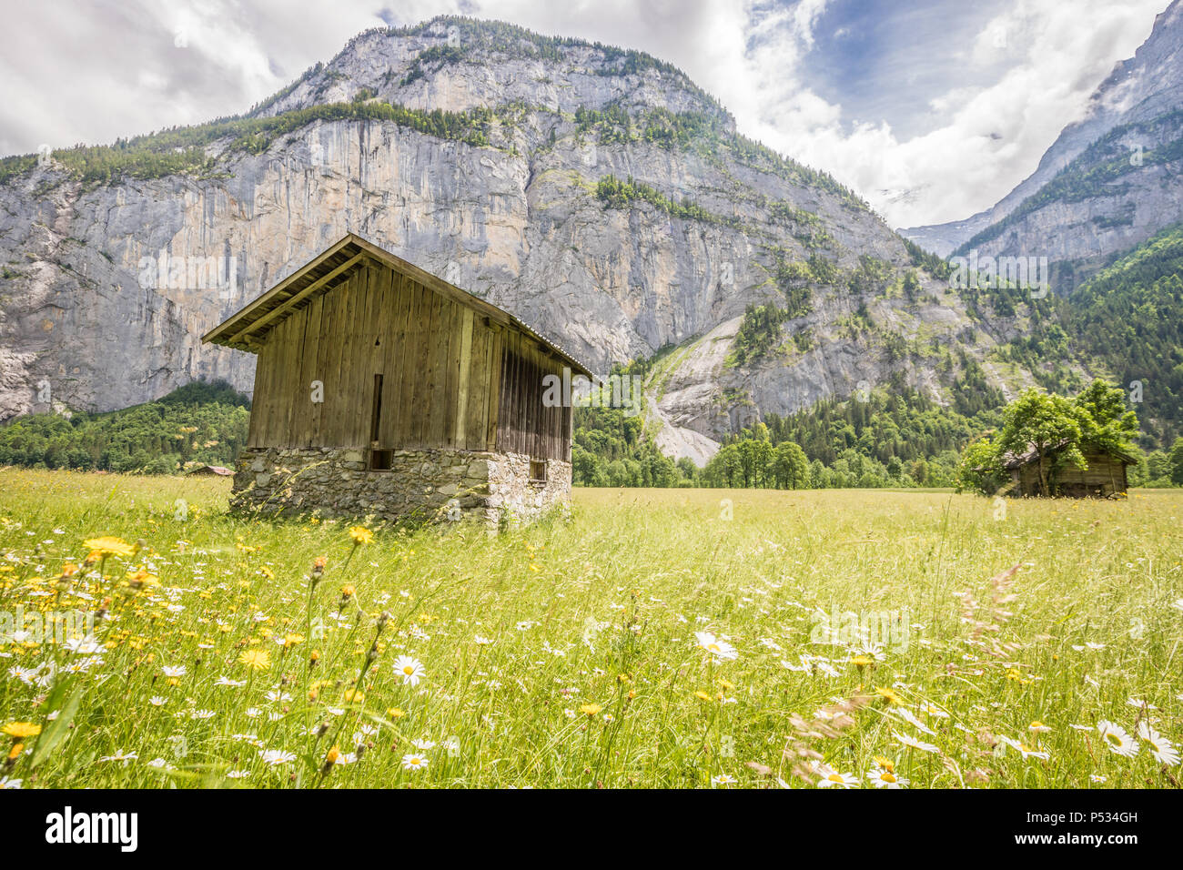 Les fleurs de printemps dans la région de Grindelwald dans les Alpes Suisses Banque D'Images