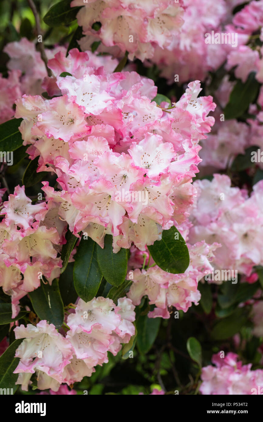 Gros plan de beau Rhododendron rose en fleur, Angleterre, Royaume-Uni Banque D'Images