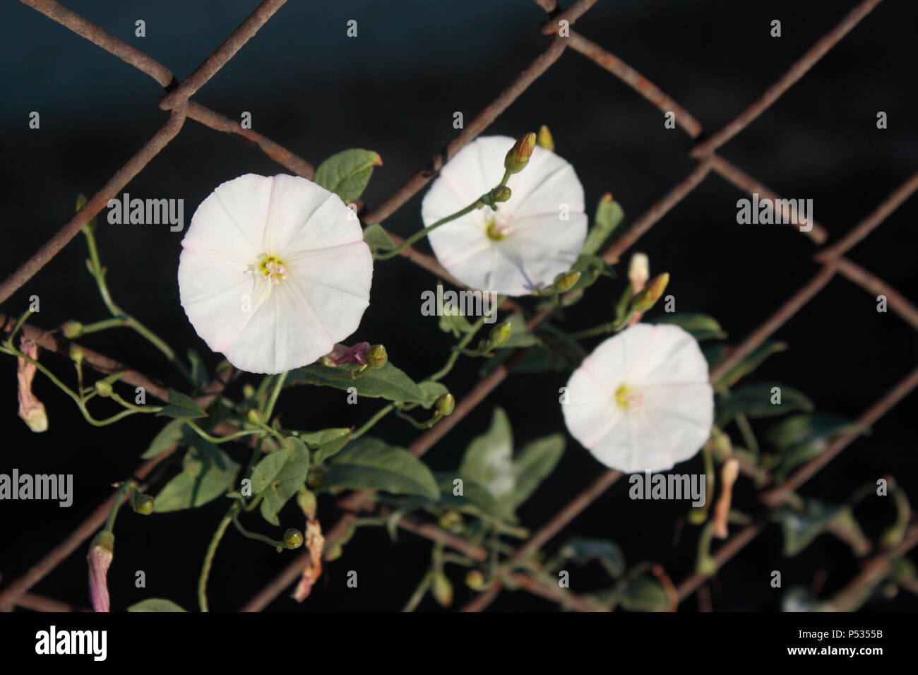 Fleurs fleuries sur la clôture sur un fond sombre. Photo de concept servant de métaphore pour l'espoir, la ténacité, la lutte pour la liberté, la survie, etc Banque D'Images