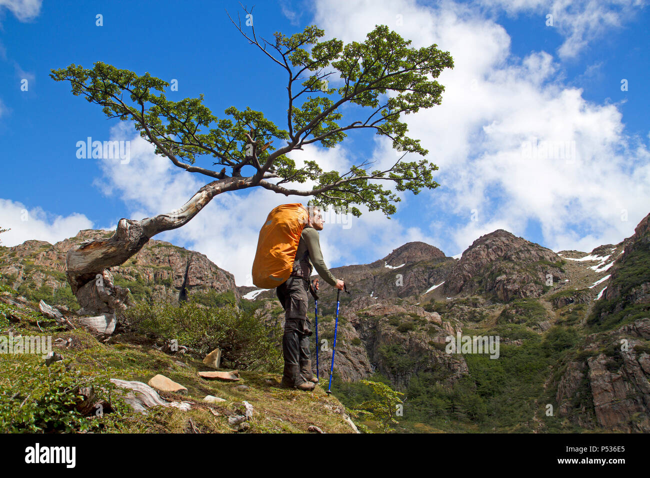 L'homme à côté d'un arbre dans l'hêtre Antactic Dientes de Navarino montagnes sur les Circuit Dientes Banque D'Images
