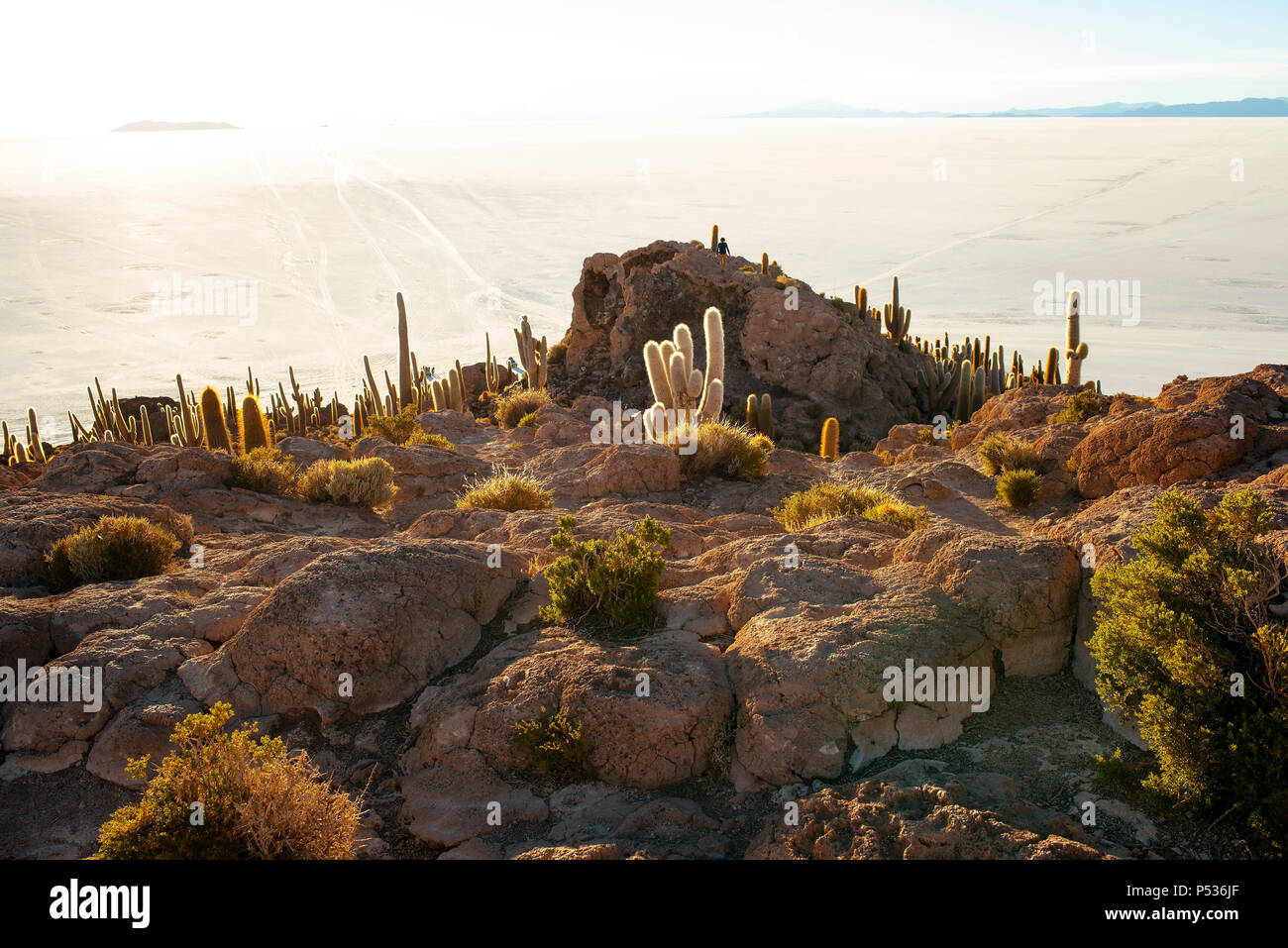 Coucher du soleil allumé île Cactus, également connu sous le nom de l'île du poisson (Isla del Pescado) dans la région de Salar de Uyuni, Bolivie. Banque D'Images