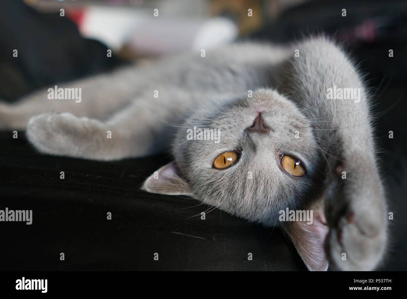 Très mignons les chats British Shorthair bleu à la lumière de l'après-midi. Banque D'Images