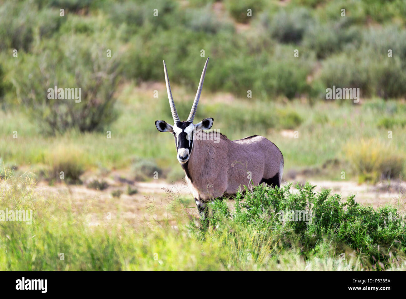 Gemsbok, Oryx gazella au Kalahari, désert vert après la saison des pluies. Kgalagadi Transfrontier Park, Afrique du Sud safari de faune Banque D'Images