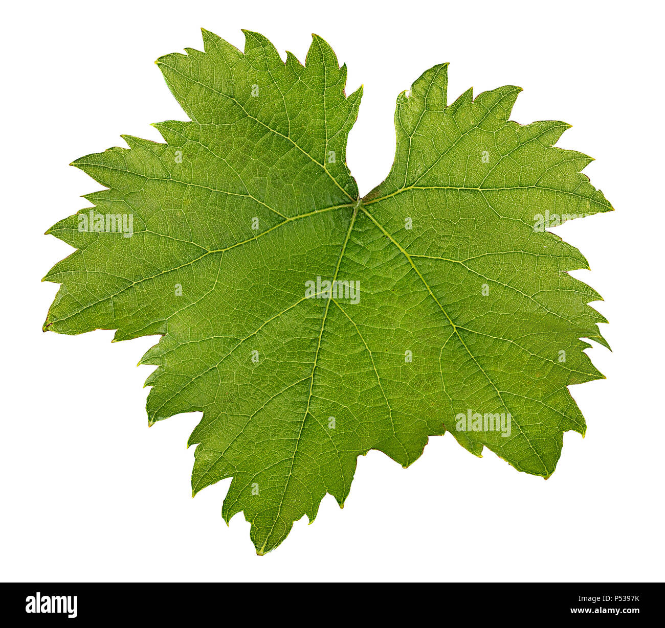 Grape leaf isolé sur fond blanc Banque D'Images Grape leaf isolé sur fond blanc Banque D'Images
