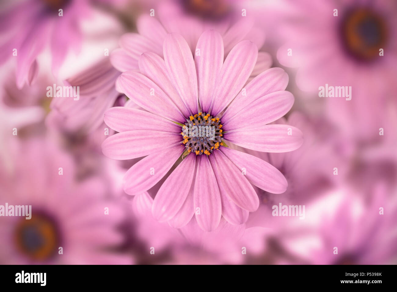 Vue de dessus d'un africain rose (Daisy) osteopermum close up Banque D'Images