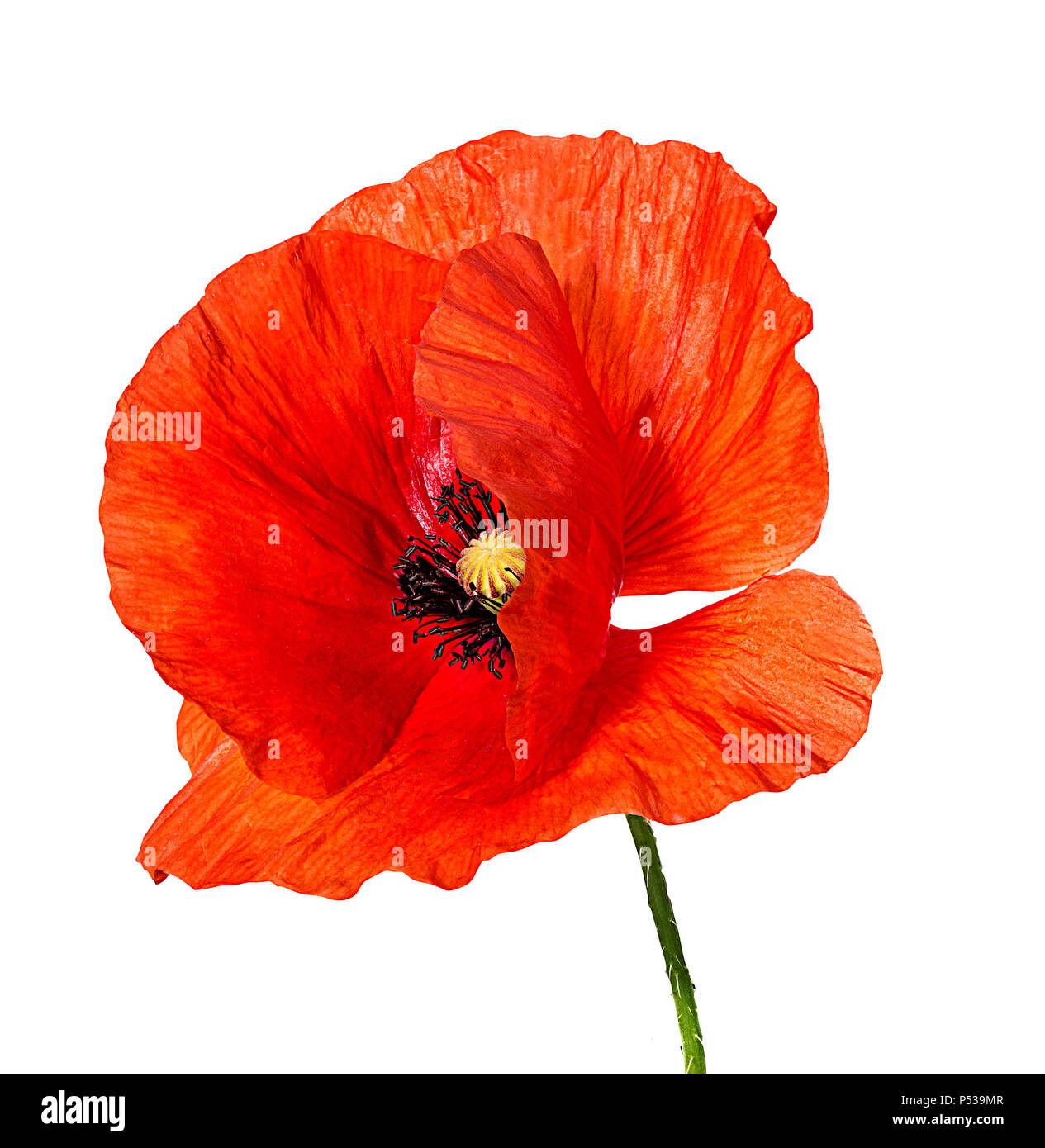 Coquelicot isolé sur fond blanc Banque D'Images