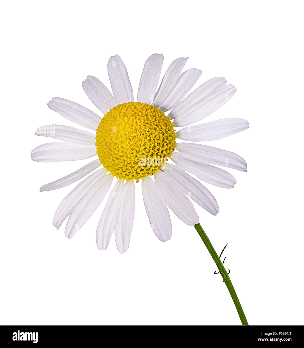 Camomille flower isolated with clipping path Banque D'Images Camomille flower isolated with clipping path Banque D'Images