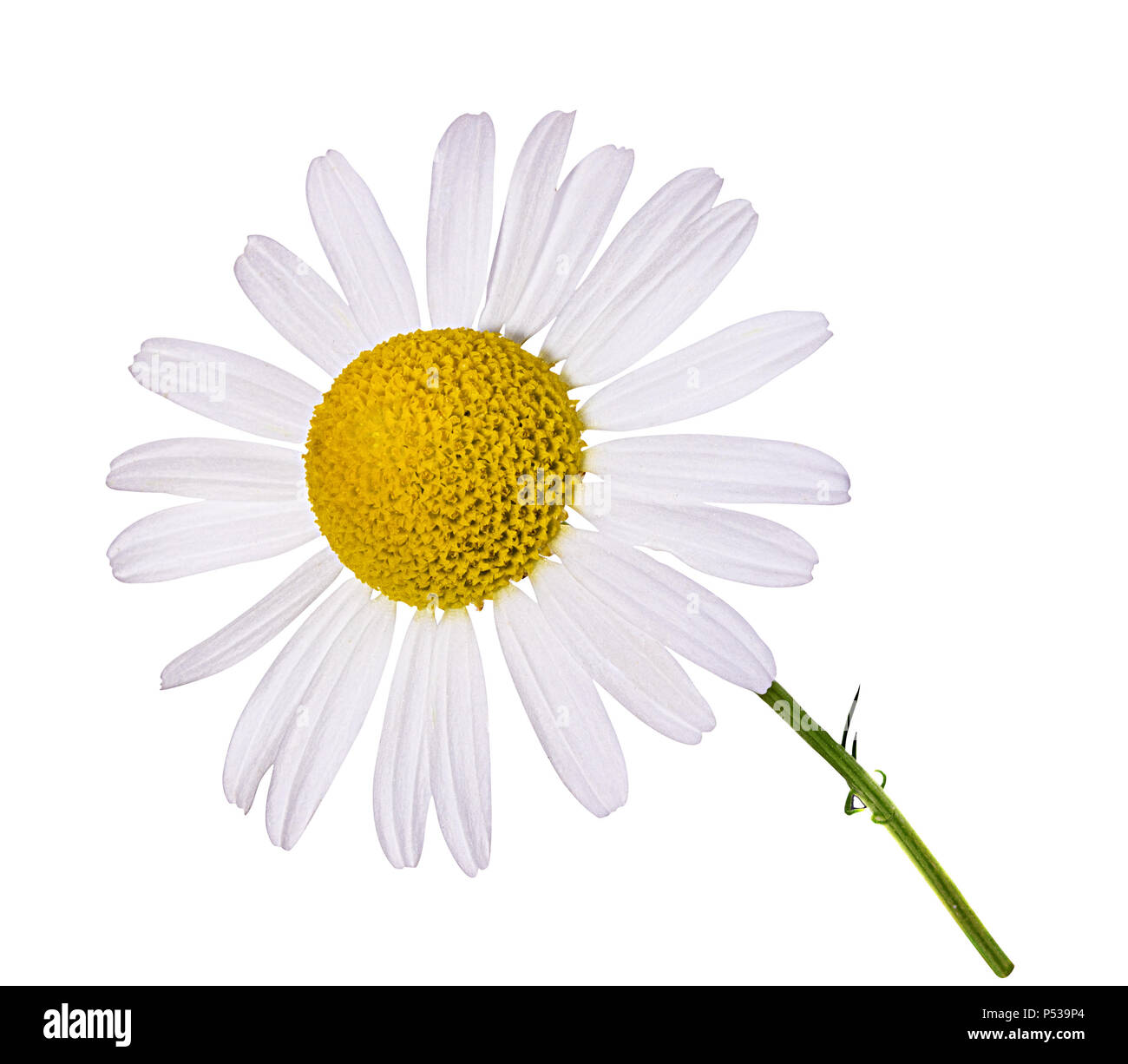 Camomille flower isolated with clipping path Banque D'Images Camomille flower isolated with clipping path Banque D'Images