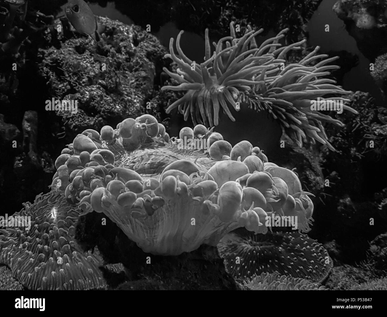 Les algues et les coraux Banque D'Images