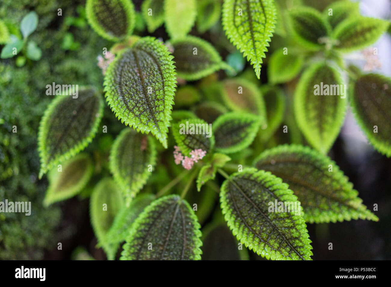 Feuilles de pilea spruceana connu comme arbre d'argent de la conception de structures végétales Banque D'Images