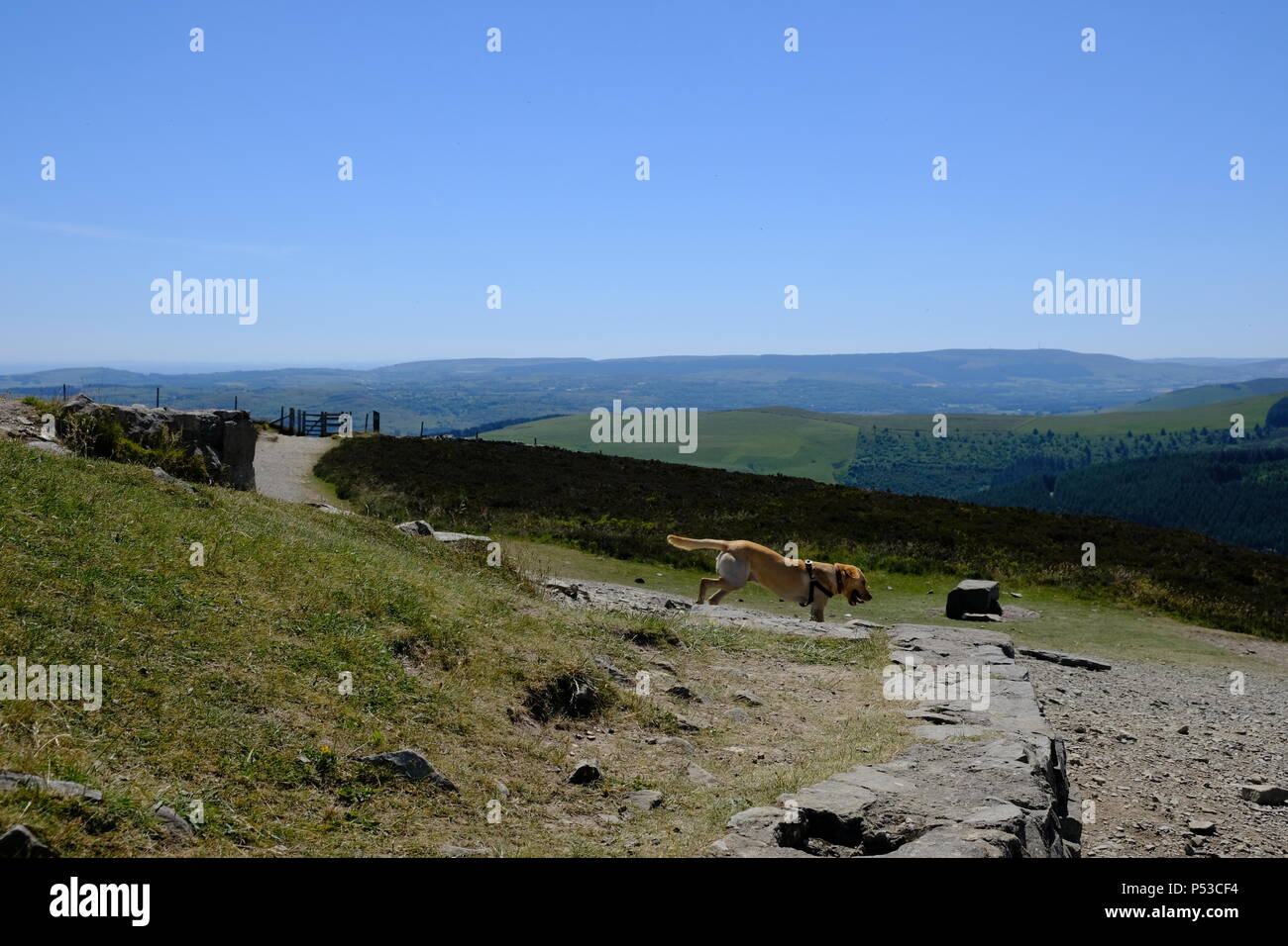 L'exécution de chien en haut de Moel Famau au Pays de Galles Banque D'Images