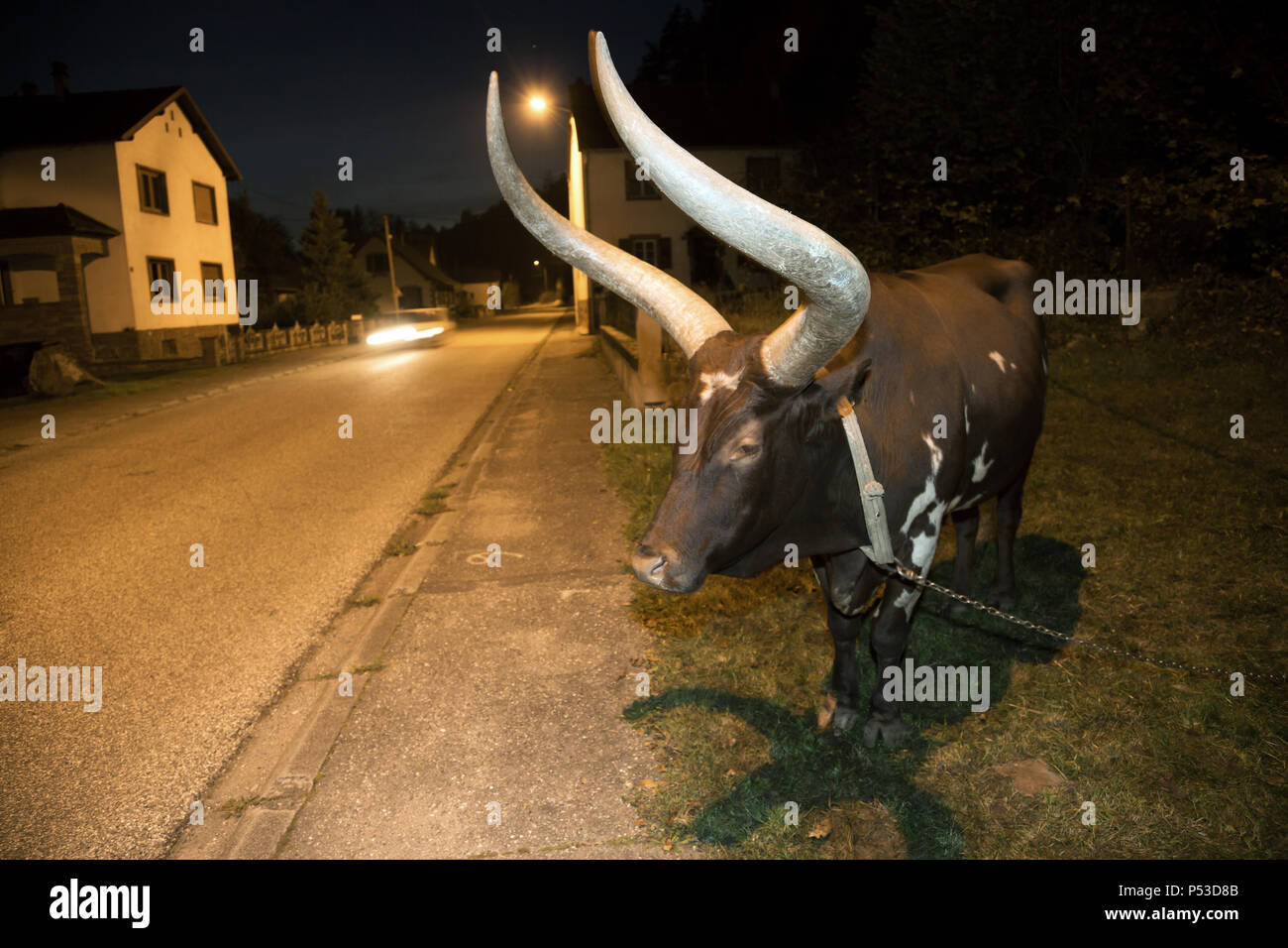 La France, la Petite-pierre, Alsace-Lorraine, bétail exotique d'une race ancienne avec un grand cervidé Banque D'Images