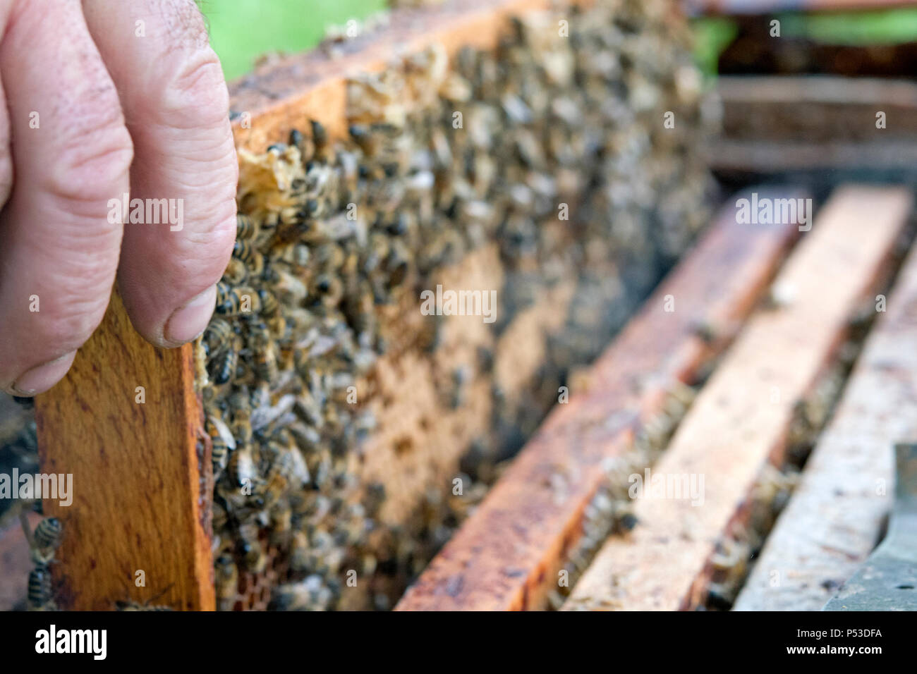 Est apiculteur travaillant dans son rucher Banque D'Images