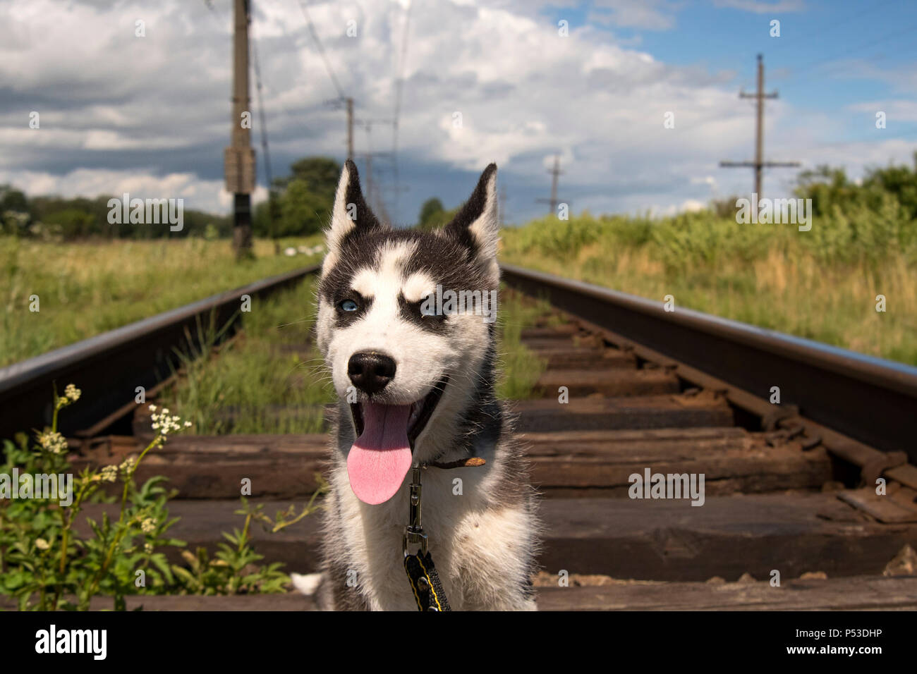 Husky Sibérien est assis et regarde dans la distance Banque D'Images