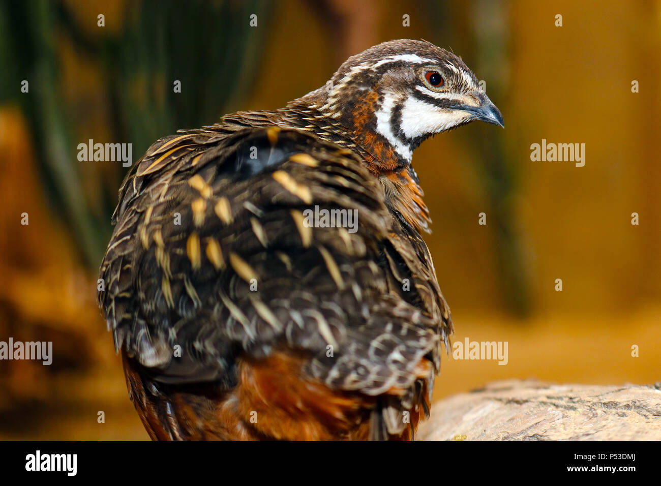 Le roi cailles (synoicus chinensis) Vue arrière en tournant la tête sur le côté Banque D'Images
